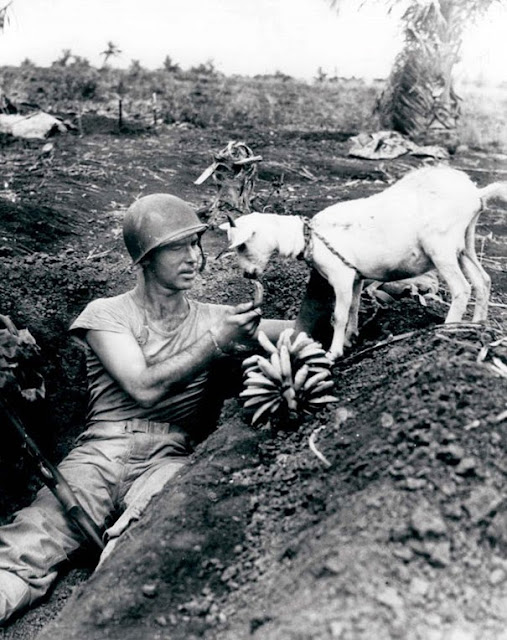 Солдат делит банан с козой во время сражения за Сайпан, приблизительно 1944