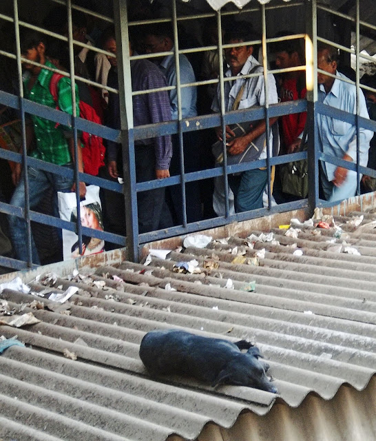  sleeping dog on roof at station