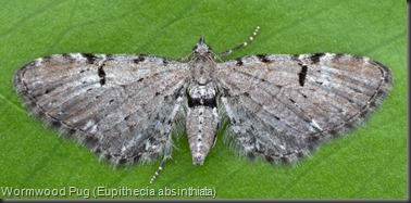 7586.1 Wormwood Pug (Eupithecia absinthiata)