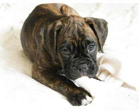 Brindle Boxer Dog pictures