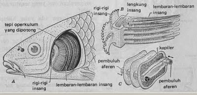 Sistem Pernapasan Pada Ikan Blog Semua Informasi