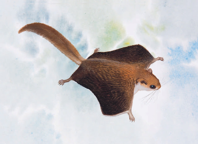 Esquilo Voador de Vordermann - Vordermann’s Flying Squirrel - Petinomys Vordermanni