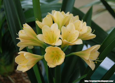 JHB clivia show 2015