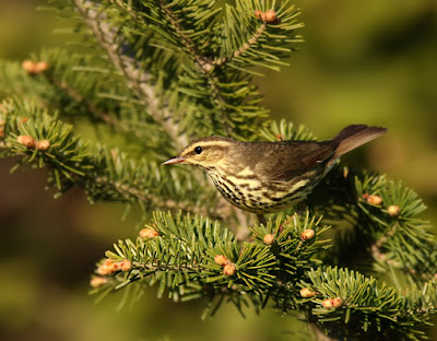 Northern Waterthrush in Balsam Fir