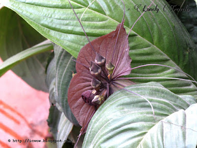 Black bat flower - Tacca chantrieri