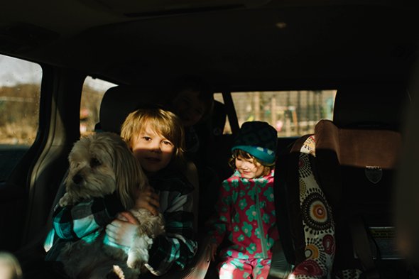 fotografias fofas meigo cachorros cães em carros