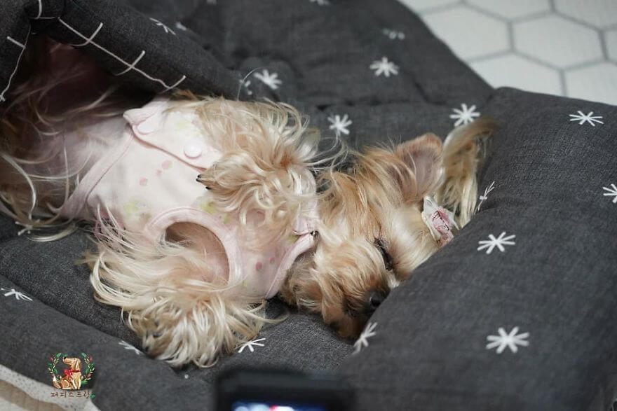 Adorable Pictures Puppies Are Napping In A Puppy Daycare Center