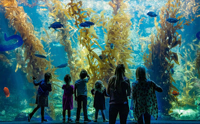 Overlooking the Pacific Ocean, the Birch Aquarium features the groundbreaking work of Scripps Oceanography and UC San Diego scientists