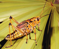 Grasshoppers Facts, Amazing Animals Grasshoppers Facts, Grasshoppers Facts Amazing Fact