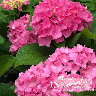 Pink Hydrangeas in my front yard - July 14, 2021 | Nature's INKspirations by Angie McKenzie