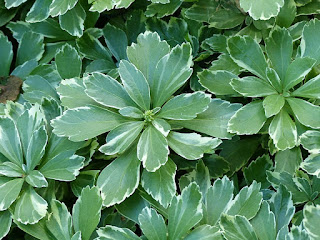 Pachysandra terminalis 'Variegata'