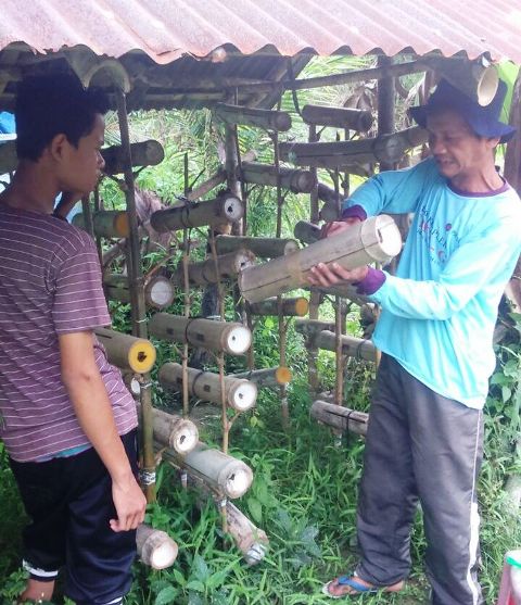 Ini Kasiat Madu Kelulut Yang Dibudidayakan Muklisin Warga Tanjung Mutuih Nagari Koto Dalam Barat