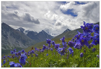 Himalayan Blue Poppy in flower in a mountain valley