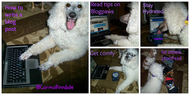 Carma Poodale, standard poodle explains how to write a blog post