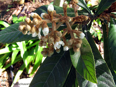 Annieinaustin loquat blooming