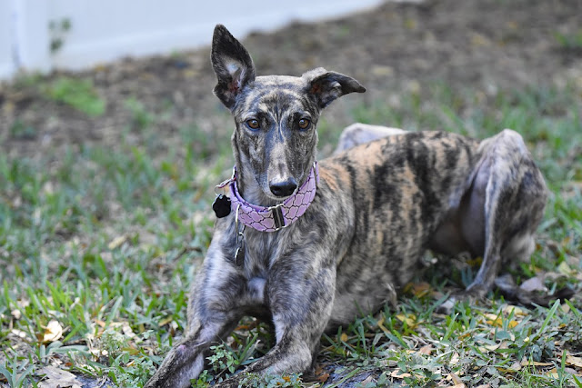 Greyhound breed