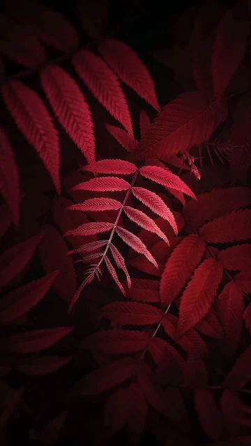 Folhas, Planta, Vermelho, Close Up