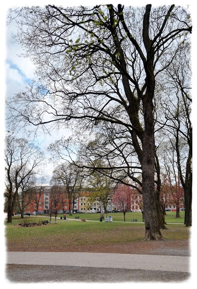 Kirsebærtrærne blomstrer og det våres i Sofienbergparken på Grünerløkka!