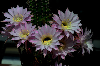 Kakteen, kaktusse, Kaktusi, kaktukset, Xương rồng, cacti, Кактусите,  Echinopsis eyriesii, Οι κάκτοι, kaktusa, Cactus, кактуси, cactussen, kaktusy, Cactusii, 