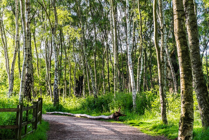 Sherwood Forest, Tempat Nyata Dalam Kisah Robin Hood