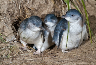 Little Penguin family burrow, Bruny Island, Tasmania, Australia – J. J. Harrison (jjharrison89@facebook.com) (CC-by-SA-3.0)