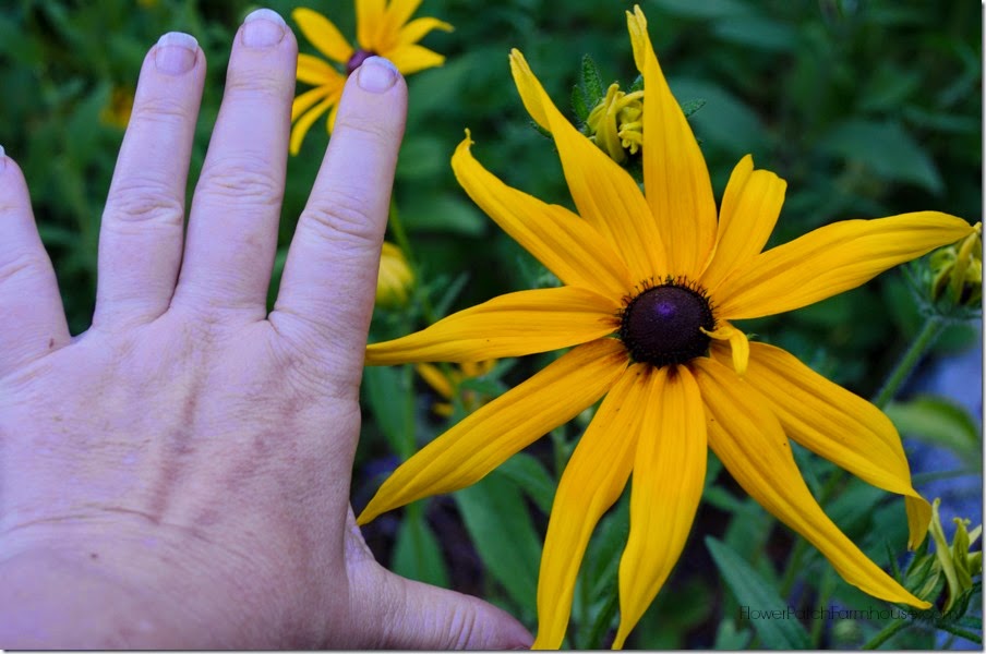 Black Eyed Susan 9 FlowerPatchFarmhouse.com.com (46 of 51)