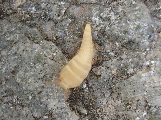 Tricholepisma sp