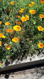 golden poppies along the sidewalk