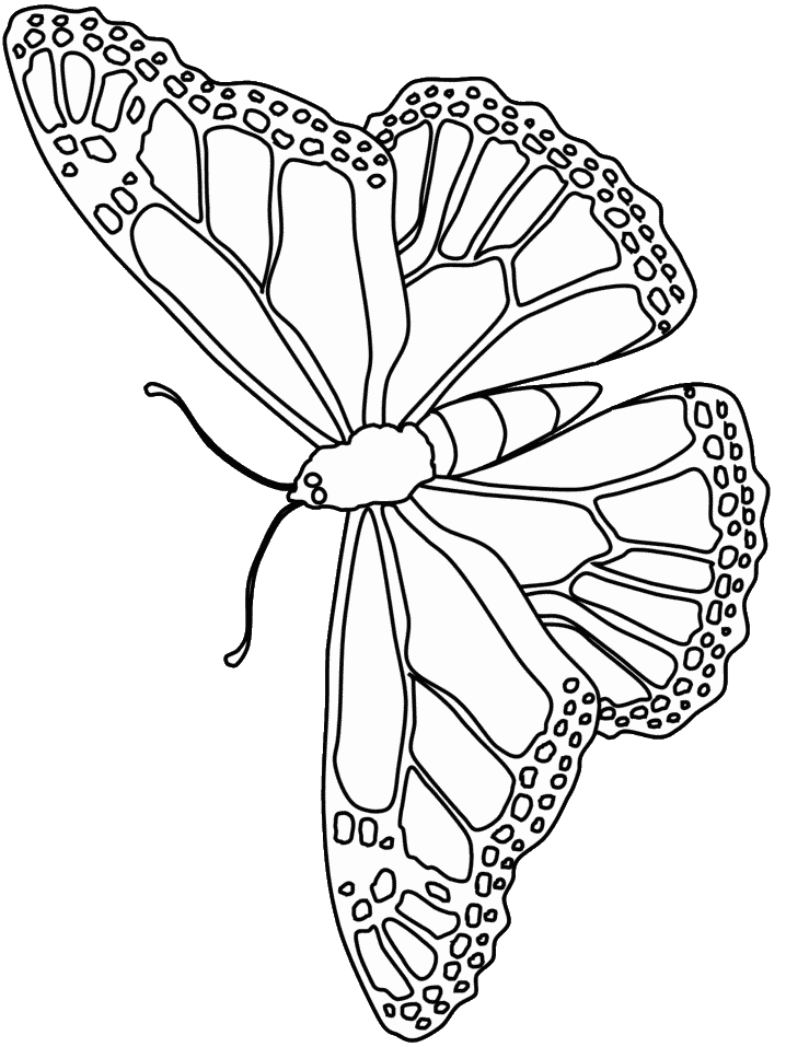 printable coloring pages of butterflies. Butterfly Coloring Pages # 1