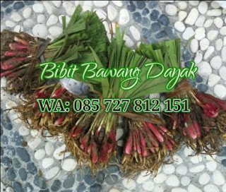 Bibit Bawang Dayak 