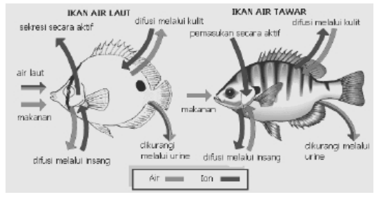  Osmoregulasi  Pada Ikan Pola Regulasi dan Organ yang 