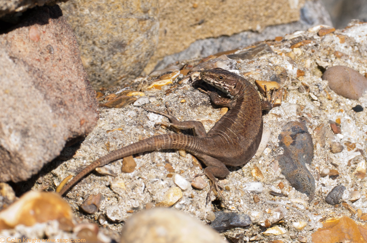 ... /xEH3k7gCTQ4/s1600/European+Wall+Lizard,+Podarcis+muralis+5096.jpg