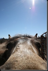 Orionisreallyacamel