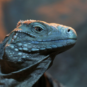 Reptile Photography