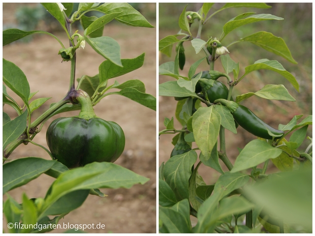 Paprika "Liebesapfel" und Chili im September