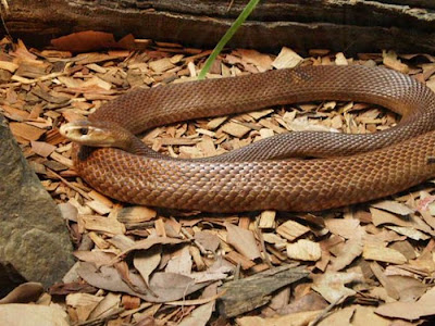 this is world's deadliest snakes