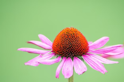 What Are Some of the Plants Used for Medicinal Purposes
