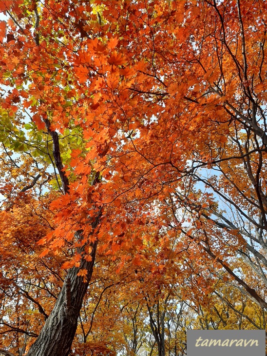 Клён ложнозибольдов (Acer pseudosieboldianum)