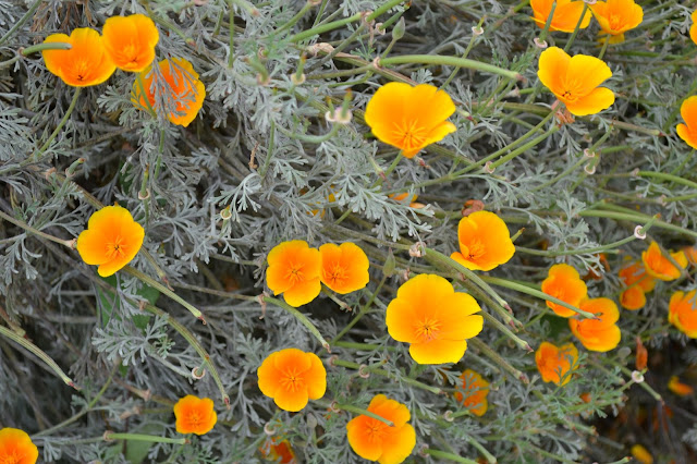 poppies, seattle, flowers, orange, green, gray, nature, gardening, summer, photography