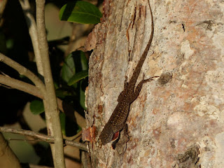 Anole brun - Anole marron - Anolis sagrei