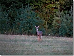 deer at Little Beaver St.Pk 023
