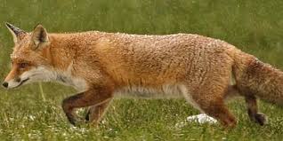 Fuchs