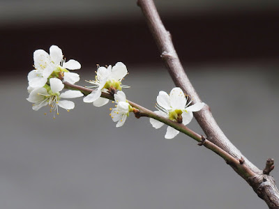 李樹的花