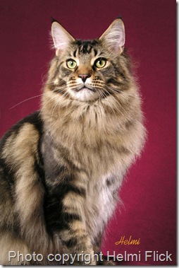 Maine Coon