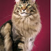 Maine coon pic for quick guide