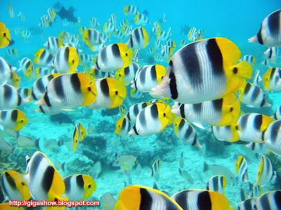 خلفيات و صور اسماك fishes pictures, fishes pictures, صور اسماك, backgrounds, images, photos, pics, pictures, wallpaper, wallpapers, صور, خلفيات 