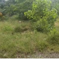 Biar Gak Semak Belukar Forsiwam Siap Kelola Lahan PTPN III Sei Karang yang Terlantar