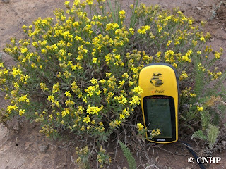 Gutierrezia elegans