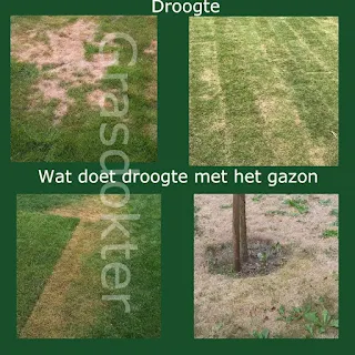 gazon bij droogte