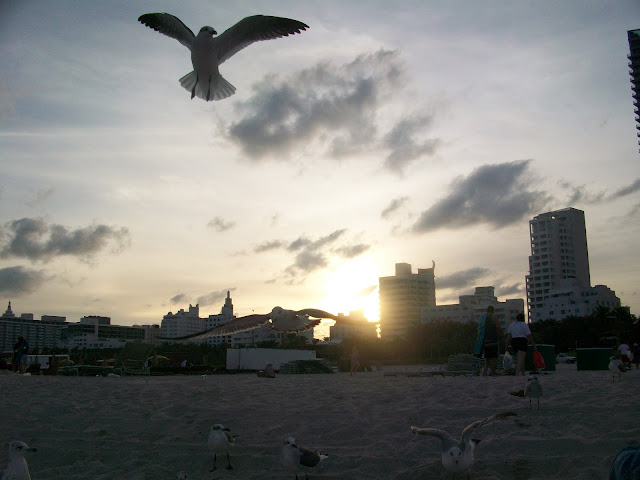 Seagulls,Beach,sunset
